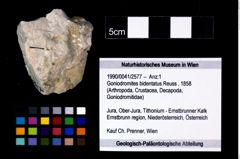 Foto (Objekt + Etikett) von Goniodromites bidentatus (Reuss, 1858)  (NHMW-GEO-1990-0041-2577)